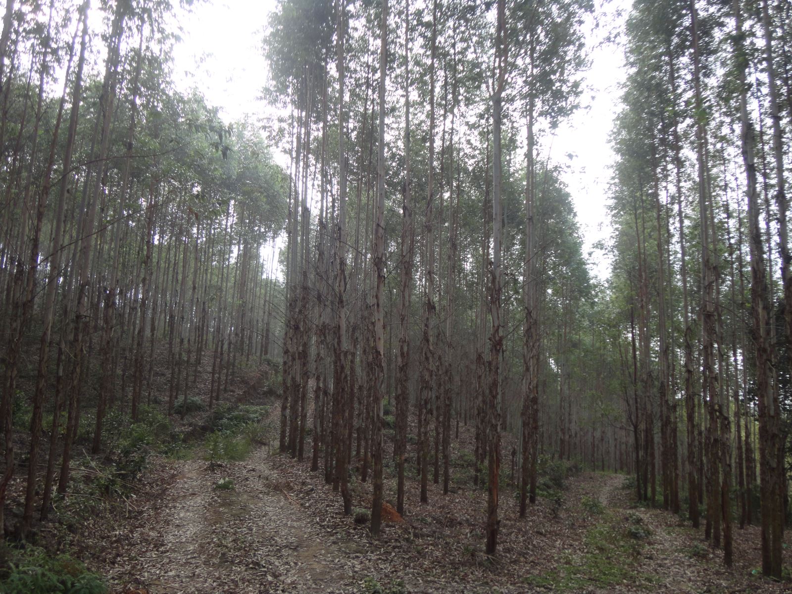 Bắc Giang trồng rừng vượt kế hoạch năm 2021